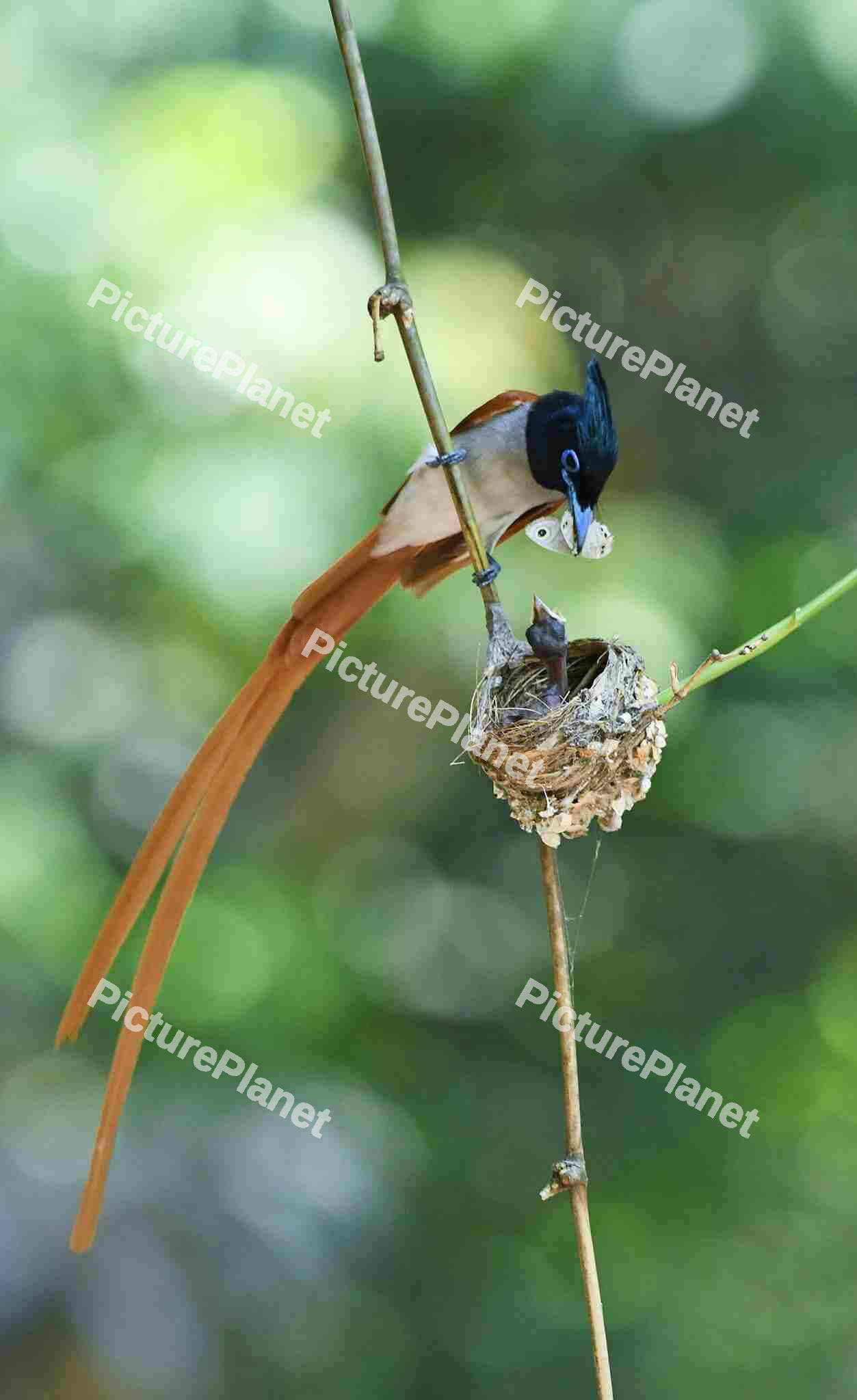Indian Paradise Flycatcher